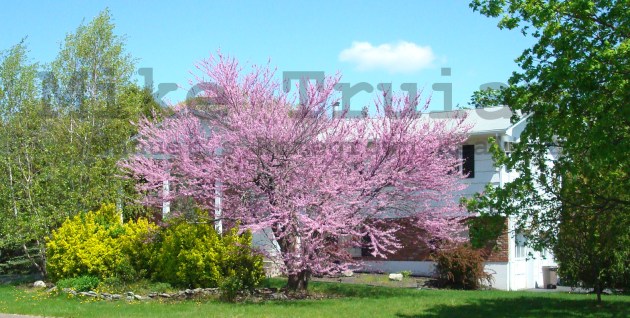 nanuet homes for sale in the spring market 3